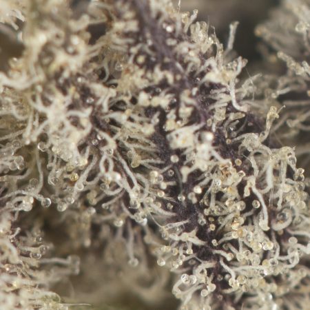 Buy Ghost Train Haze Strain Online Green Society