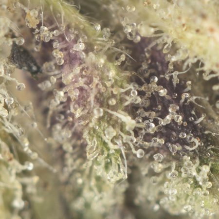 Buy Organic Pink Kush Strain Online Green Society