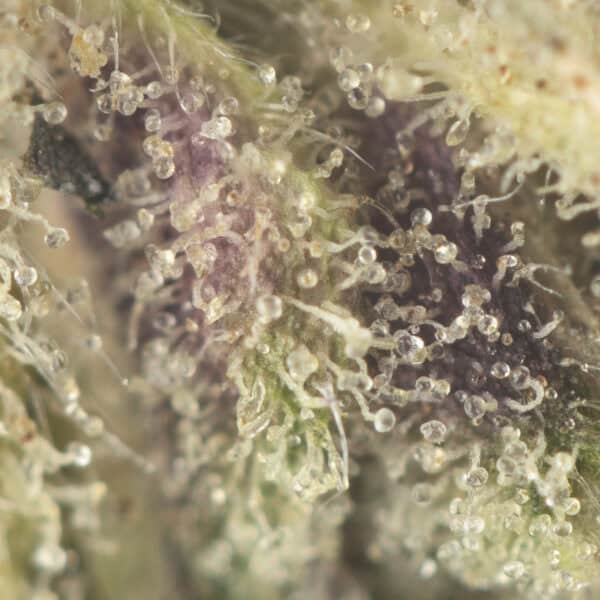 Buy Organic Pink Kush Strain Online Green Society