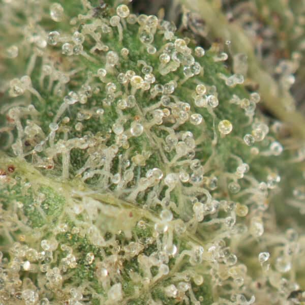 Buy Pink Goo Strain Online Green Society