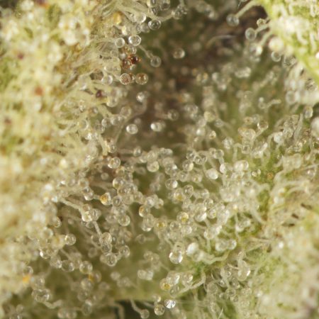 Buy Skunk #1 Strain Online Green Society