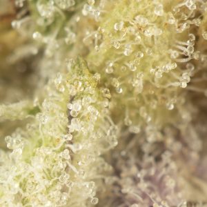 Buy Animal Zookies Strain Online Green Society