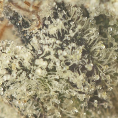 Buy Cherry Bomb Strain Online Green Society