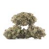 Buy Fatso Strain Online Green Society