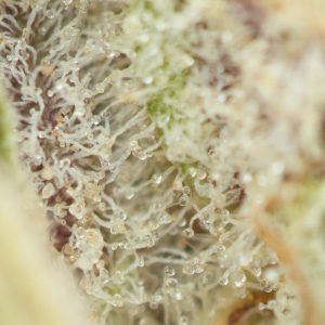 Buy Greasy Runtz Strain Online Green Society