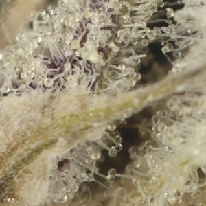 Buy Hashberry Strain Online Green Society
