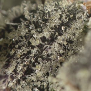 Buy King Louis XIII Strain Online Green Society