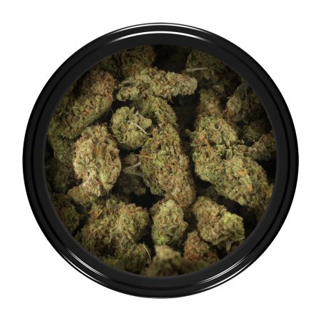 Buy Amnesia Haze Strain Online Green Society