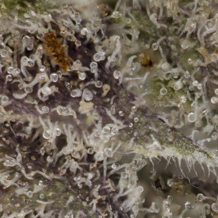 Buy Black Lime Strain Online Green Society