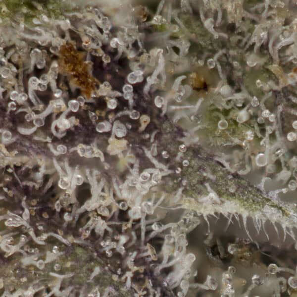 Buy Black Lime Strain Online Green Society