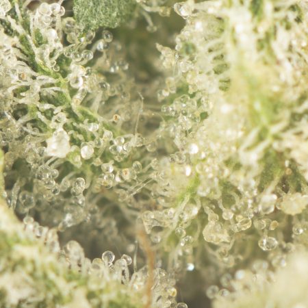 Buy Doughboy Pink by Pluto Craft Cannabis Strain Online Green Society