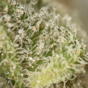 Buy Gas Face Strain Online Green Society