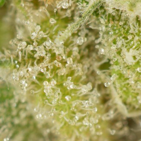 Buy Nebula Strain Online Green Society