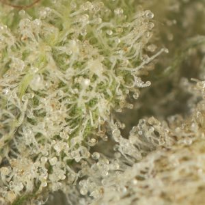 Buy Bruce Banner #3 Strain Online Green Society