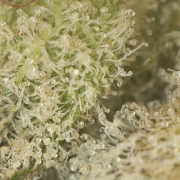 Buy Bruce Banner #3 Strain Online Green Society