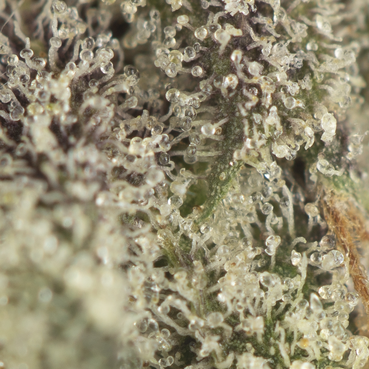 Buy Coastal Pink Kush Strain Online Green Society