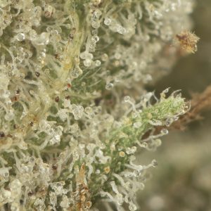 Buy Death Tuna Strain Online Green Society