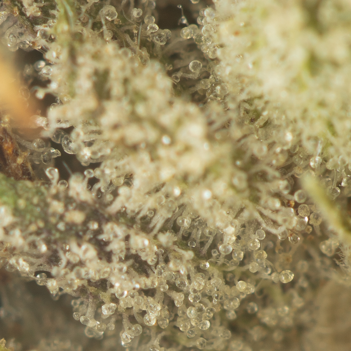 Buy Greasy Pink Kush Strain Online Green Society