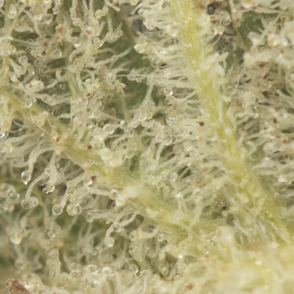 Buy Black Lightning Strain Online Green Society