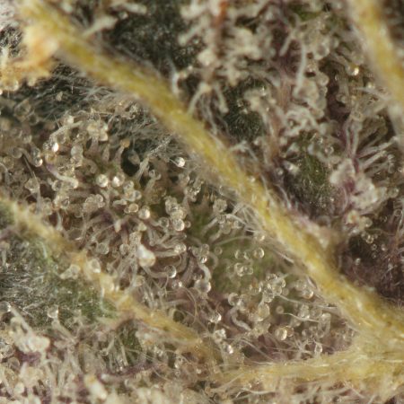 Buy Cereal Milk Strain Online Green Society