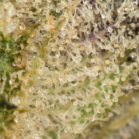 Buy Darth Vader OG Strain Online Green Society