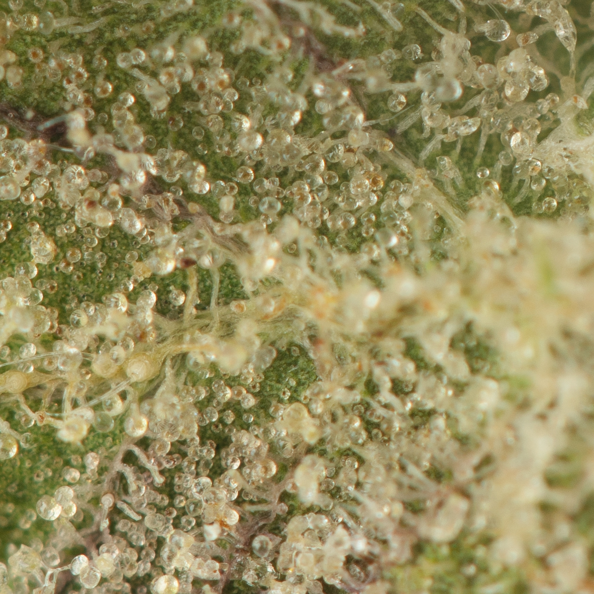 Buy French Macaron Strain Online Green Society