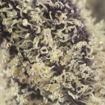 Buy Gas Gummiez Strain Online Green Society