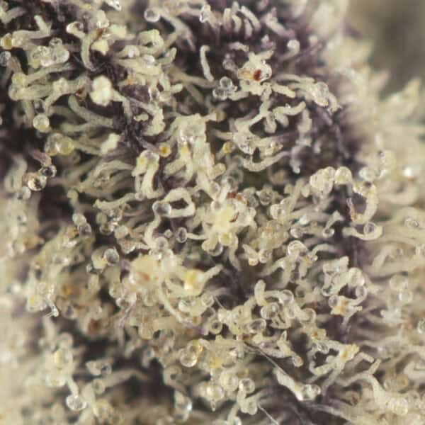 Buy Gas Gummiez Strain Online Green Society