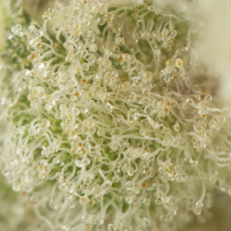 Buy Heavy Hustle Strain Online Green Society