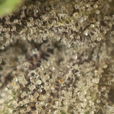 Buy Hi-Octane Strain Online Green Society