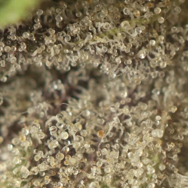 Buy Hi-Octane Strain Online Green Society
