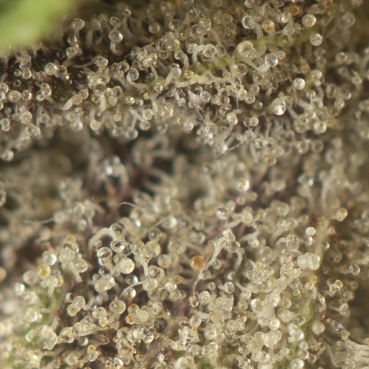 Buy Hi-Octane Strain Online Green Society