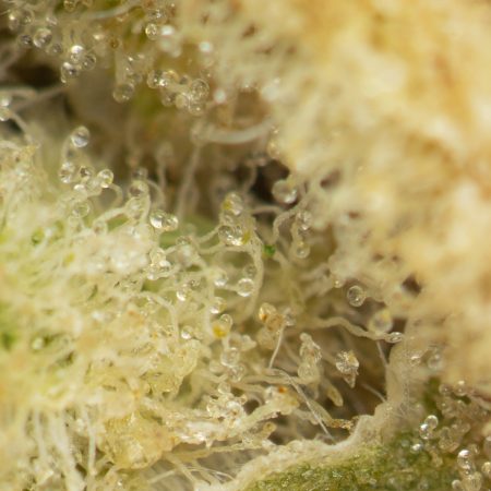 Buy Island Sweet Skunk Strain Online Green Society