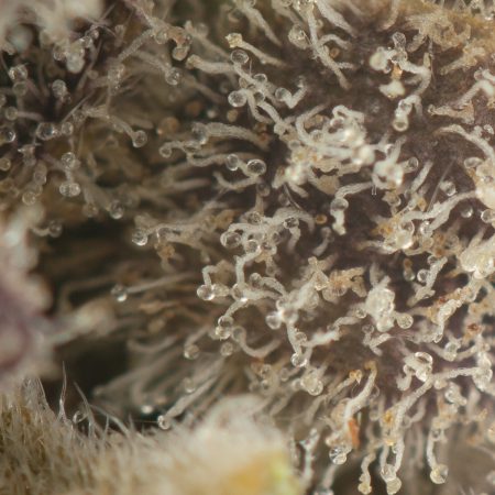 Buy Jet Fuel OG Strain Online Green Society