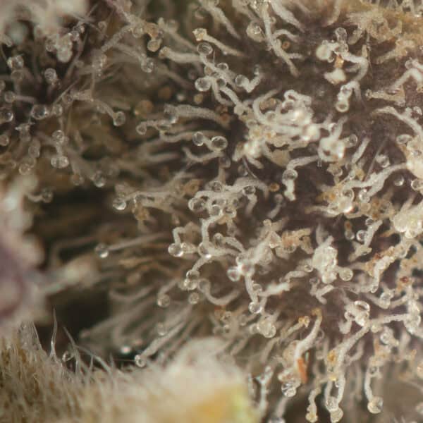 Buy Jet Fuel OG Strain Online Green Society