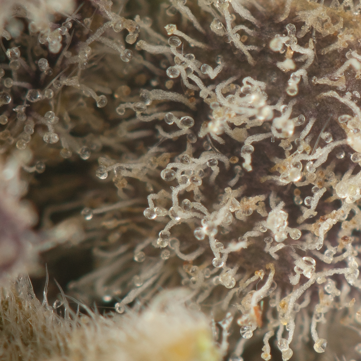 Buy Jet Fuel OG Strain Online Green Society