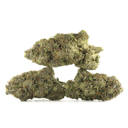 Buy Original Glue Strain Online Green Society