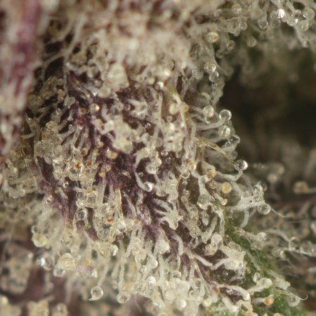 Buy Pink Gas Strain Online Green Society