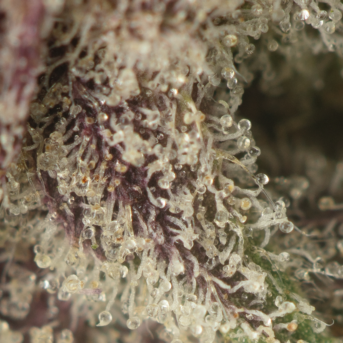 Buy Pink Gas Strain Online Green Society