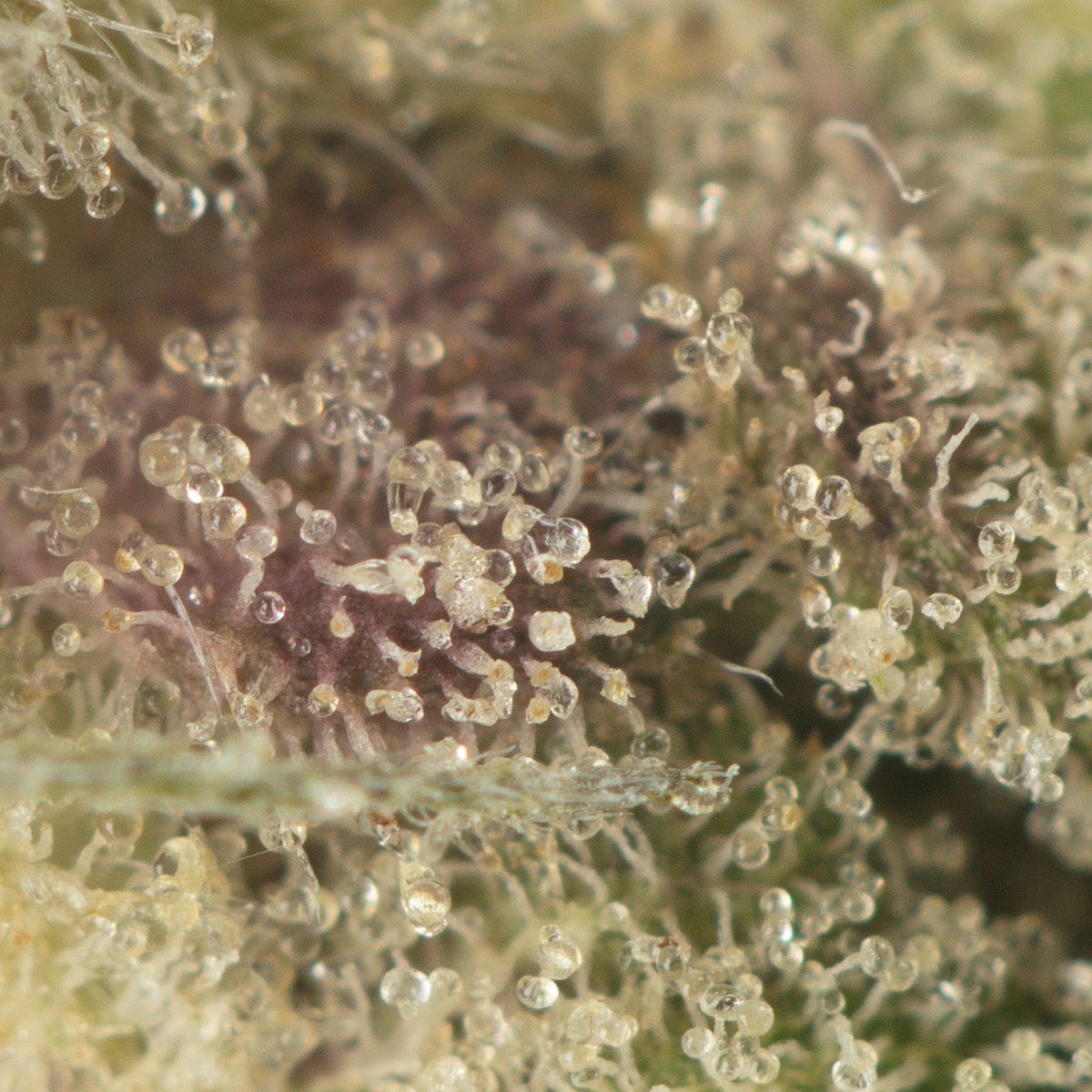 Buy Supreme Pink Strain Online Green Society