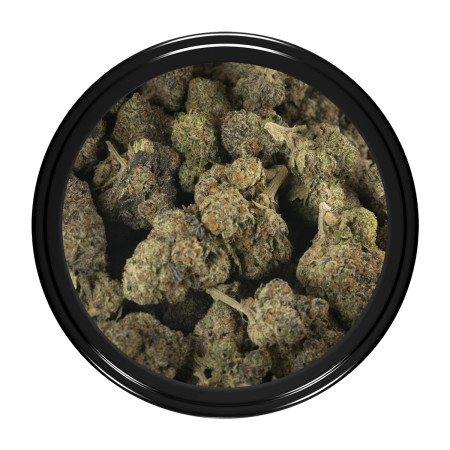 Buy Tropicana Cookies Strain Online Green Society