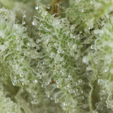 Buy Blue Lobster Strain Online Green Society