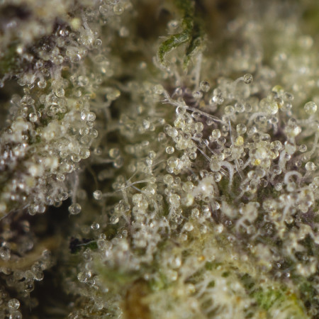 Buy Candy Store Strain Online Green Society