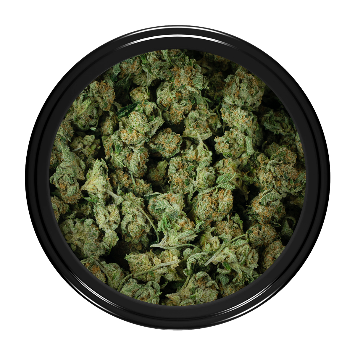 Buy Forum Cut GSC (Popcorn) Online Green Society