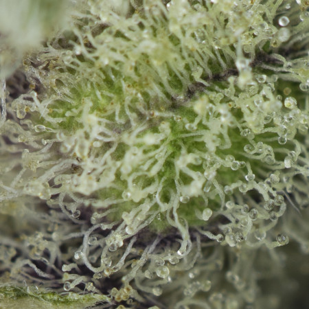 Buy Galactic Cake Strain Online Green Society