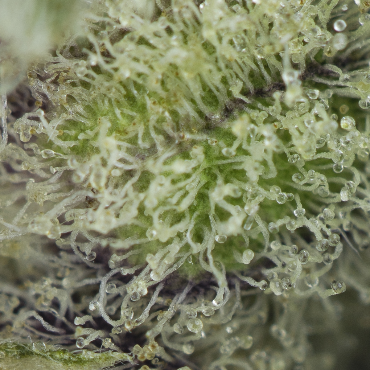 Buy Galactic Cake Strain Online Green Society