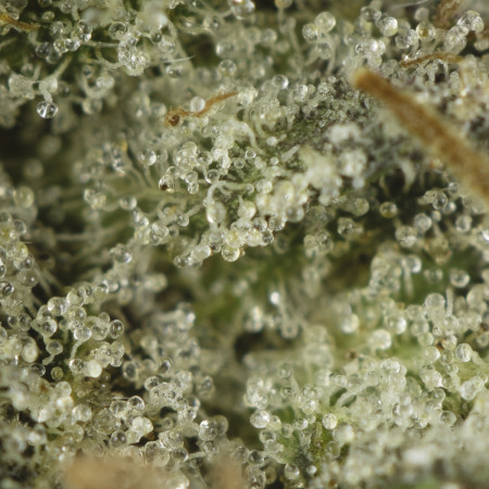 Buy Pink Caviar Strain Online Green Society