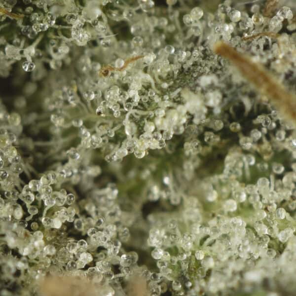 Buy Pink Caviar Strain Online Green Society