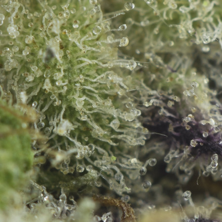 Buy Sunset Sherbet Strain Online Green Society