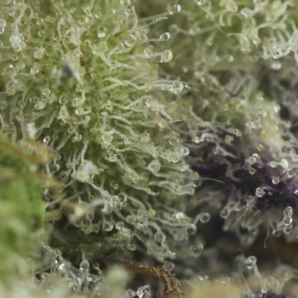 Buy Sunset Sherbet Strain Online Green Society